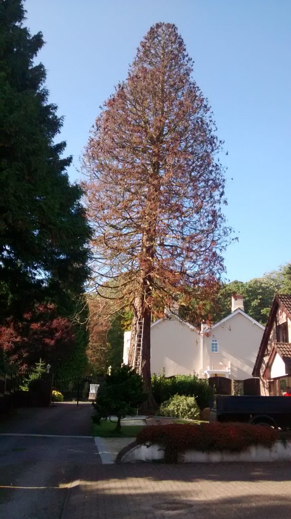 115 foot redwood in Wenvoe